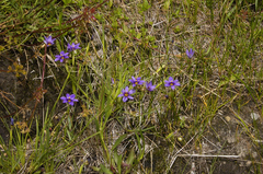 Sisyrinchium scabrum