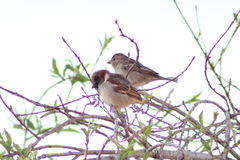 Passer domesticus