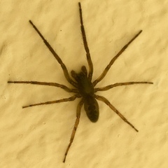 Segestria senoculata