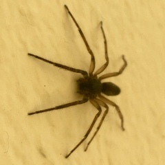 Segestria senoculata