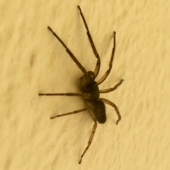 Segestria senoculata