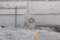 Athene cunicularia