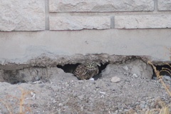 Athene cunicularia