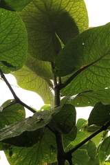 Piper umbellatum