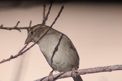 Passer domesticus