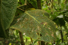 Piper umbellatum