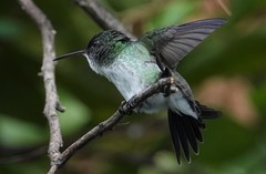 Chrysuronia leucogaster