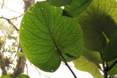 Piper umbellatum