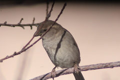 Passer domesticus