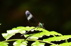Psolodesmus mandarinus mandarinus