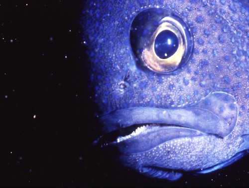Western blue devil (Paraplesiops meleagris) — Plesiopidae — 5