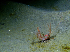 Solenocera membranacea