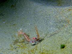 Solenocera membranacea