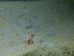 Solenocera membranacea