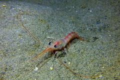 Solenocera membranacea