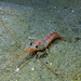 Atlantic Mud Shrimp - Photo (c) Pascal GIRARD, some rights reserved (CC BY-NC), uploaded by Pascal GIRARD