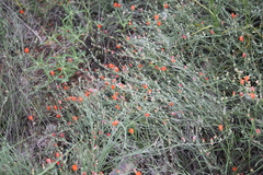 Sphaeralcea leptophylla