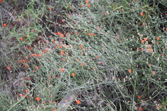 Sphaeralcea leptophylla