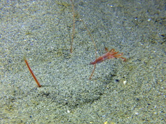 Solenocera membranacea