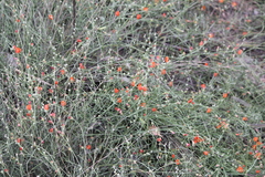 Sphaeralcea leptophylla