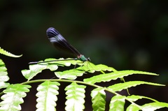 Psolodesmus mandarinus mandarinus