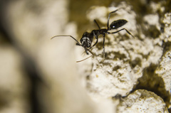 Odontomachus simillimus