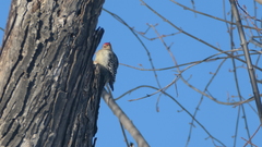 Melanerpes carolinus