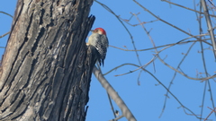 Melanerpes carolinus