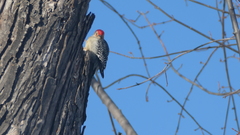 Melanerpes carolinus