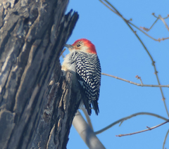 Melanerpes carolinus