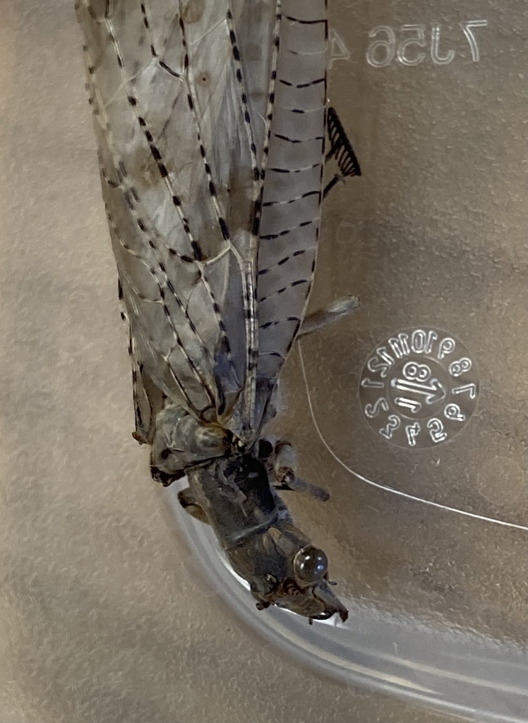 Summer Fishfly