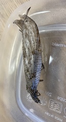 Chauliodes pectinicornis