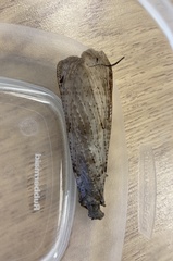 Chauliodes pectinicornis