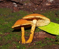 Gymnopilus ferruginosus