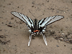 Protographium epidaus