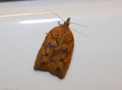 Planotortrix excessana