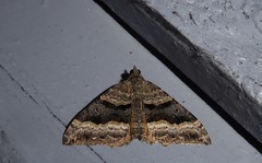 Hydriomena deltoidata