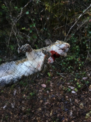 Eastern Gray Squirrel photographed in Alabama