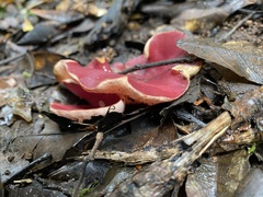 Phillipsia subpurpurea