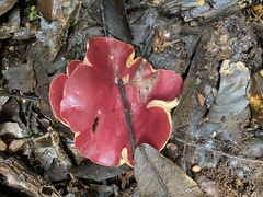 Phillipsia subpurpurea