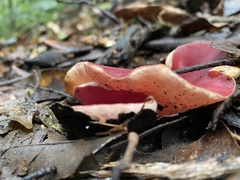 Phillipsia subpurpurea