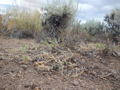 Astragalus pulsiferae