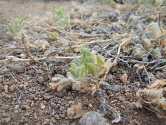 Astragalus pulsiferae