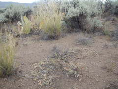 Astragalus pulsiferae