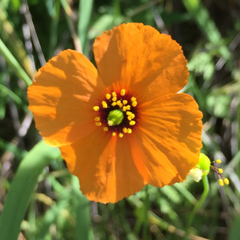 Papaver heterophyllum