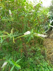 Veronica stricta stricta