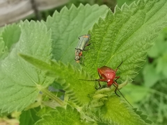 Clanoptilus marginellus