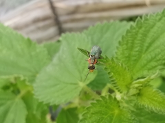 Clanoptilus marginellus