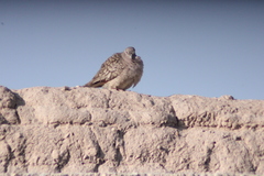 Columbina inca