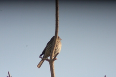 Haemorhous mexicanus
